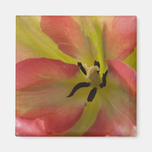 Pink & Yellow Tulip Magnet
