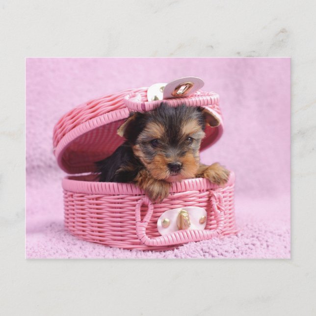 Pink Yorkie Postkarte (Vorderseite)