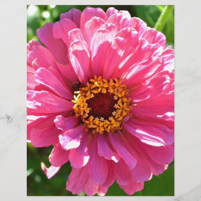Pink Zinnia (Vorderseite)