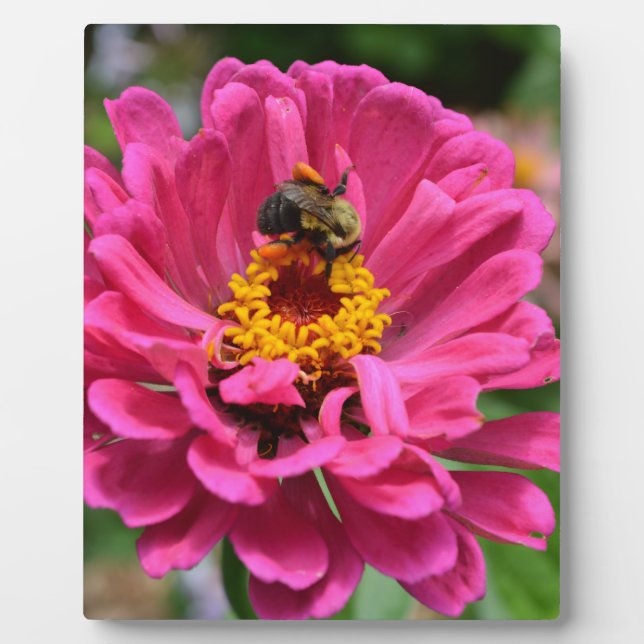Pink Zinnia and Bumble bee Fotoplatte (Vorderseite)