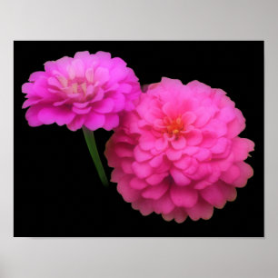 Pink Zinnia Blume Pair Nah Poster