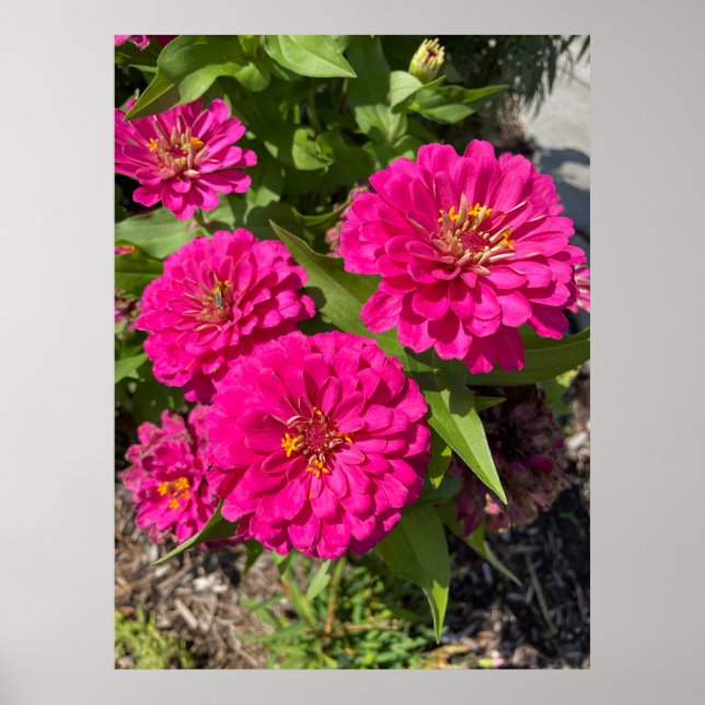 Pink Zinnia Blume Poster (Vorne)