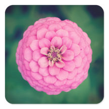 Pink Zinnia Blume Square Stickers