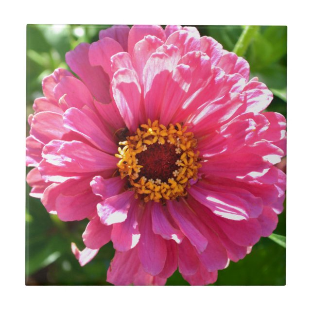 Pink Zinnia Fliese (Vorderseite)