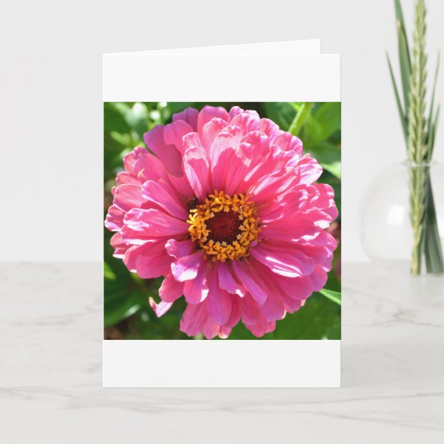 Pink Zinnia Karte (Vorderseite)