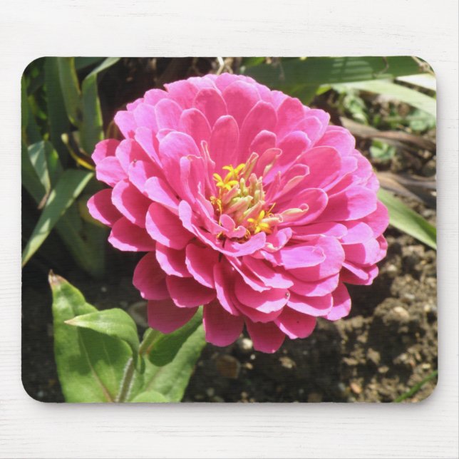 Pink Zinnia Mousepad (Vorne)