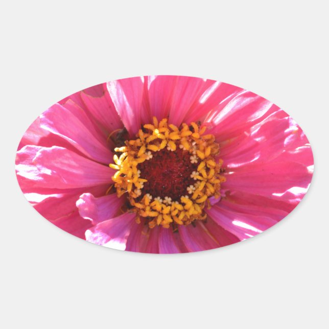 Pink Zinnia Ovaler Aufkleber (Vorderseite)