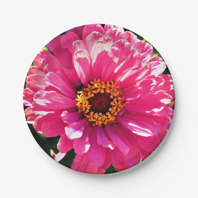 Pink Zinnia Pappteller (Vorderseite)