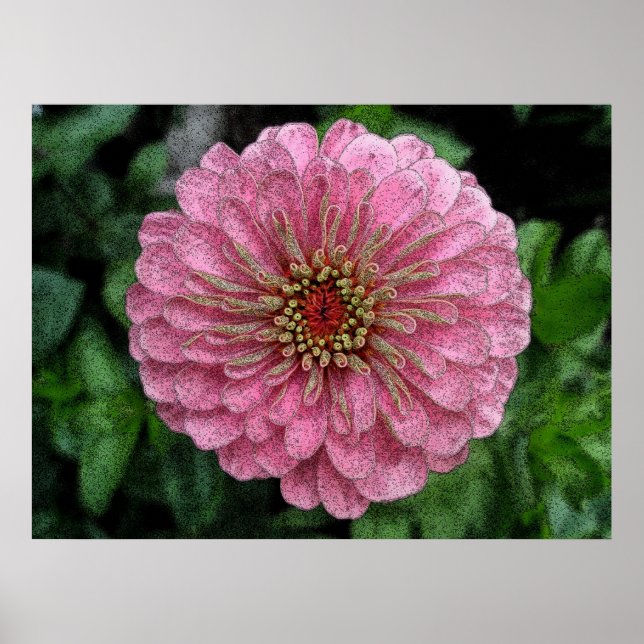 Pink Zinnia Poster (Vorne)