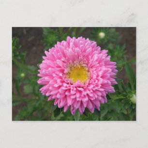 Pink Zinnia Postkarte