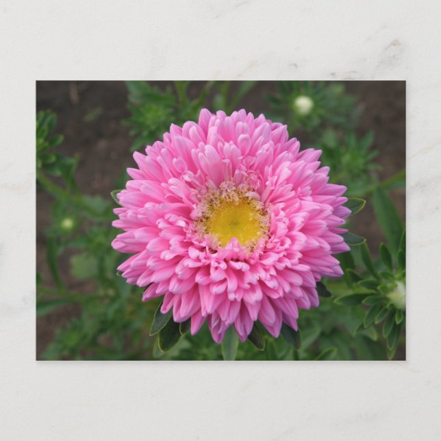 Pink Zinnia Postkarte (Vorderseite)