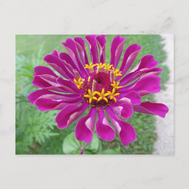 Pink Zinnia Postkarte (Vorderseite)