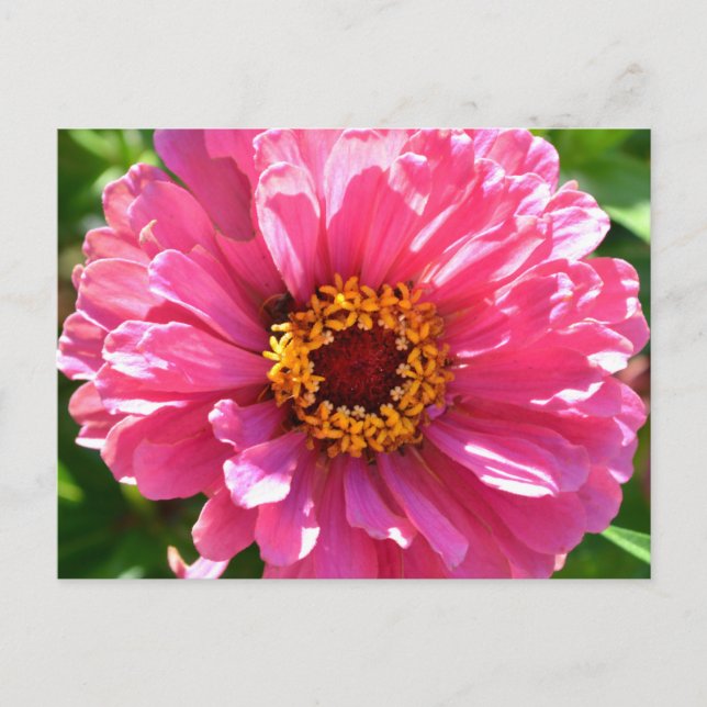 Pink Zinnia Postkarte (Vorderseite)