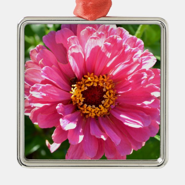Pink Zinnia Silbernes Ornament (Vorne)