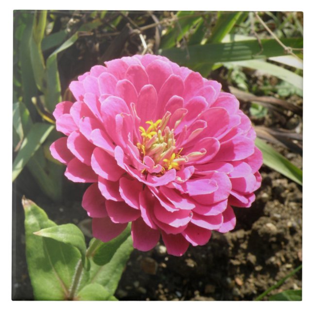 Pink Zinnia Tile Fliese (Vorderseite)
