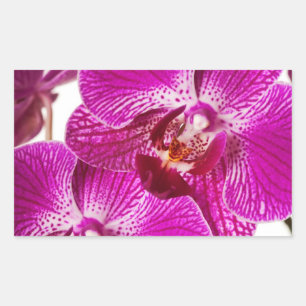 Pinkdendrobium-Orchidee - Orchideen-Hintergrund Rechteckiger Aufkleber
