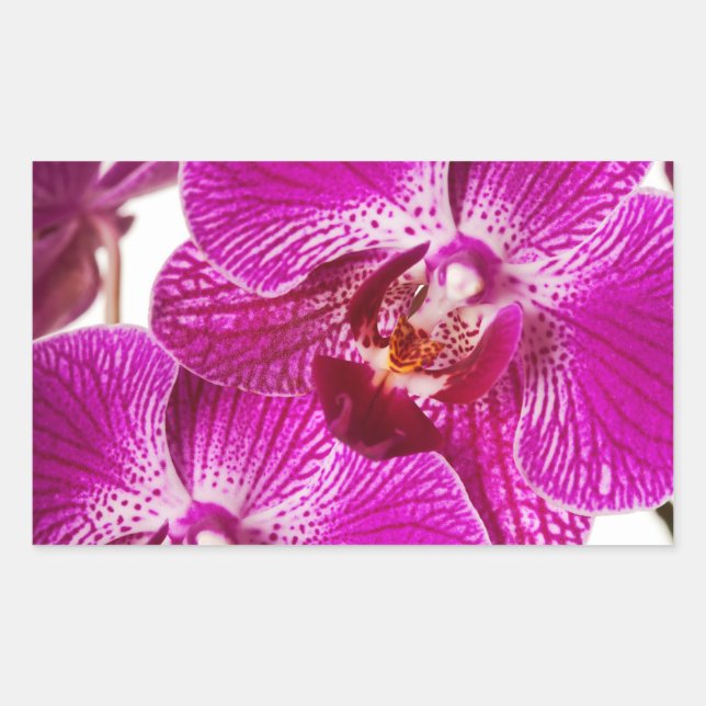 Pinkdendrobium-Orchidee - Orchideen-Hintergrund Rechteckiger Aufkleber (Vorderseite)