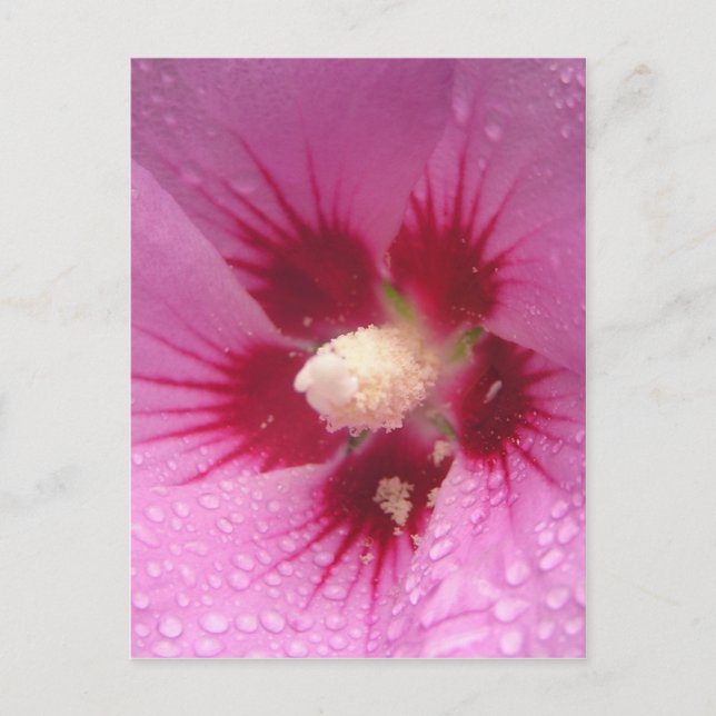 Pinke Blumen Postkarte (Vorderseite)