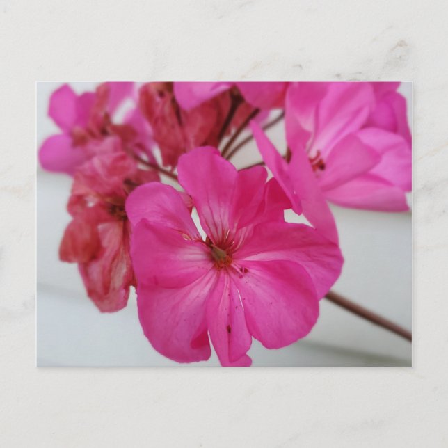 Pinke Blumen Postkarte (Vorderseite)