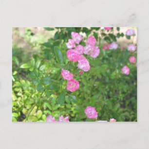 pinke blumen postkarte