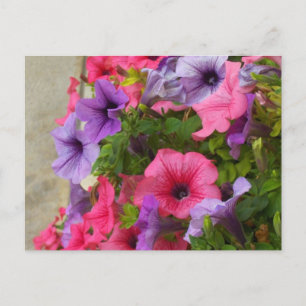 Pinks Postkarte