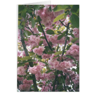 Pinkspringbäume 001