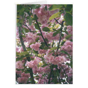 pinkspringtrees 001