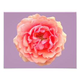 Pinky Kodak Proffessional Foto Paper (Satin)