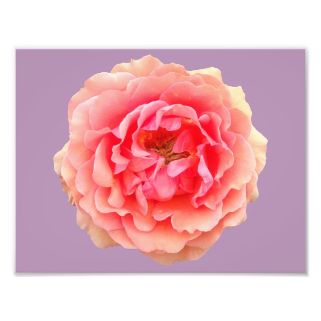 Pinky Kodak Proffessional Foto Paper (Satin) (Vorne)