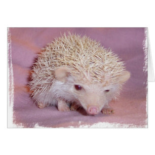 Pinky the Igel