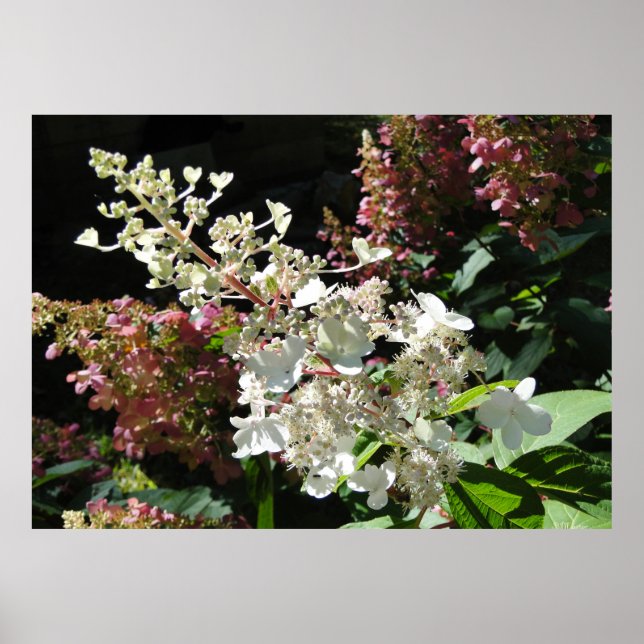 Pinky Winky Hydrangea blühender Shrub Poster (Vorne)
