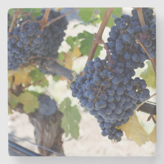 Pinot noir Trauben Steinuntersetzer