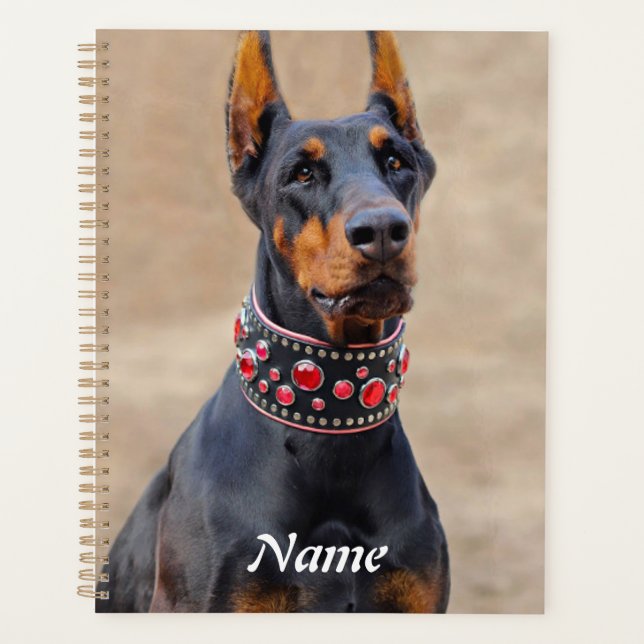 Pinscher noir et tan Doberman en col à bijoux (Devant)