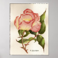 Pinsel und Pfirsichfarben Blume botanische Aquarel