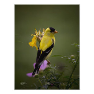 Pinson jaune se reposant en photo de la Géorgie