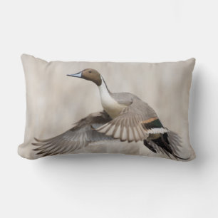 Pintail Drake Taking Lendenkissen
