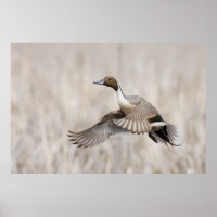 Pintail Drake Taking