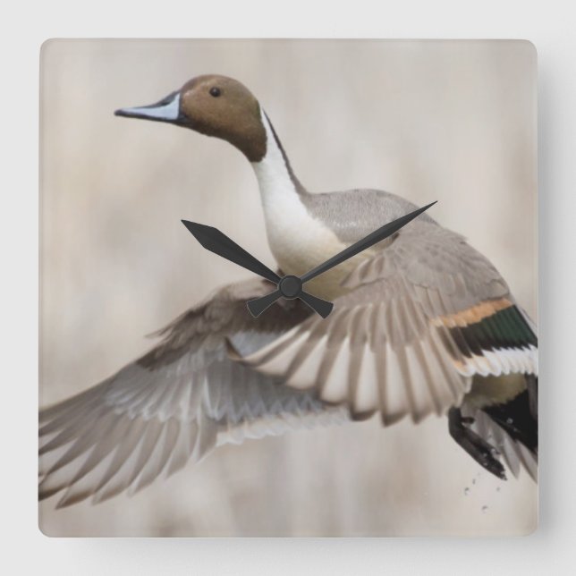 Pintail Drake Taking Quadratische Wanduhr (Vorderseite)