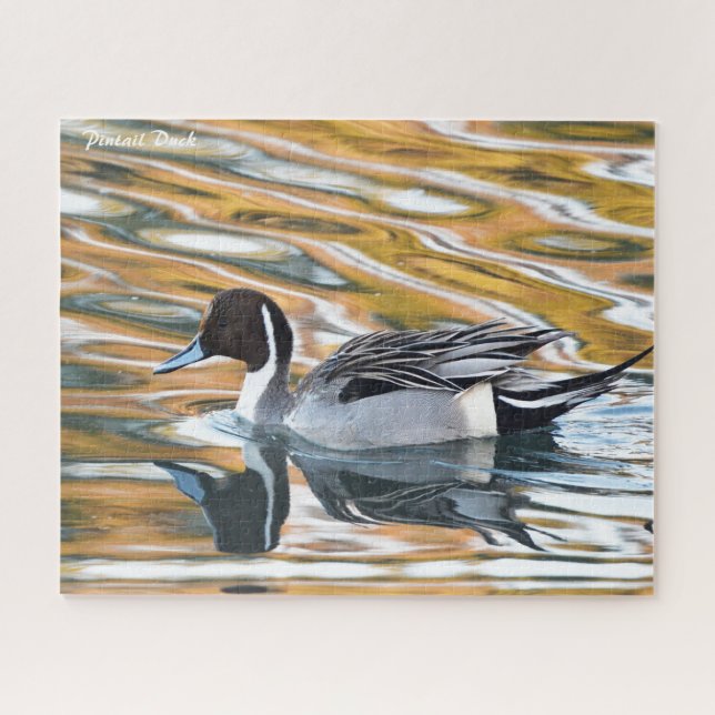 Pintail Duck (Horizontal)