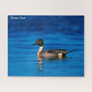 Pintail Duck