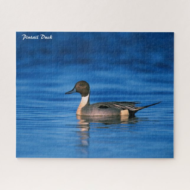 Pintail Duck (Horizontal)