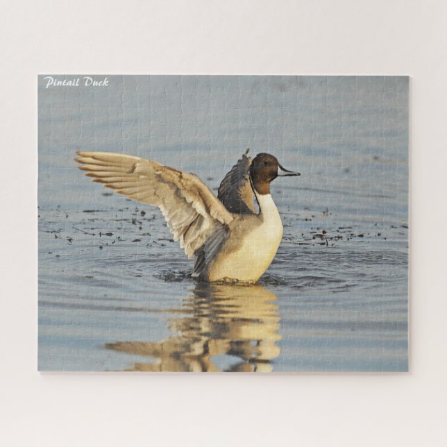 Pintail Duck (Horizontal)