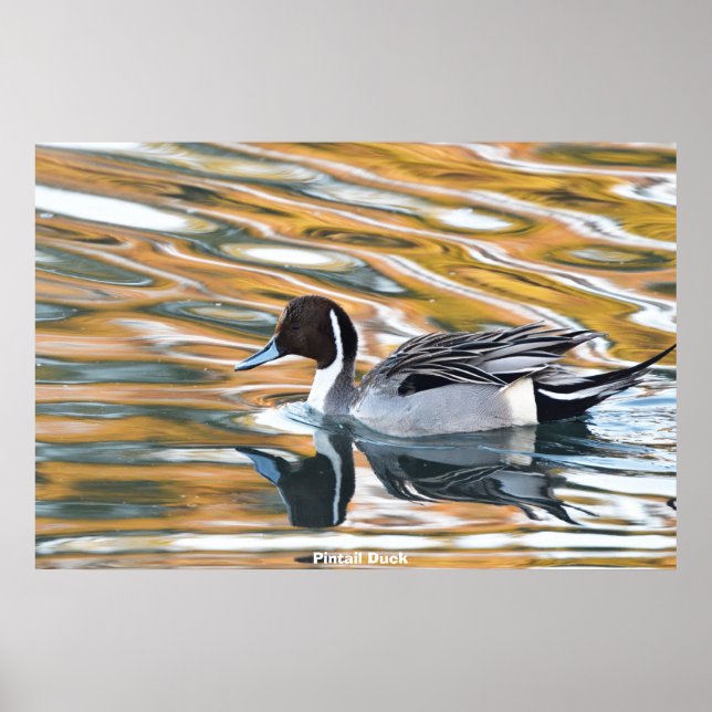 Pintail Duck Poster (Vorne)