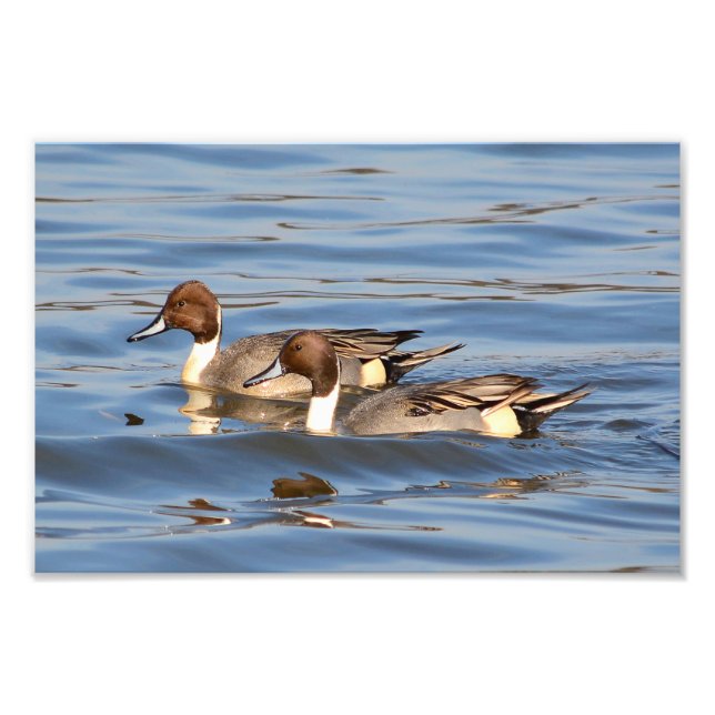 Pintail Ducks Photographie (Devant)