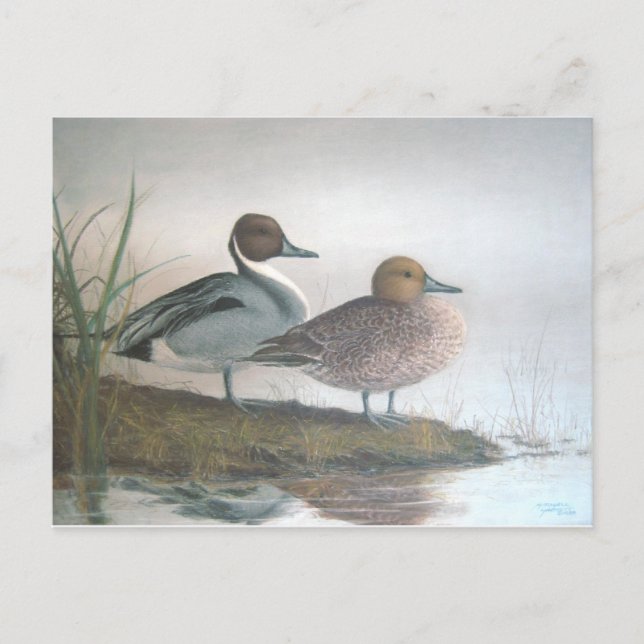 Pintail Ducks Postkarte (Vorderseite)
