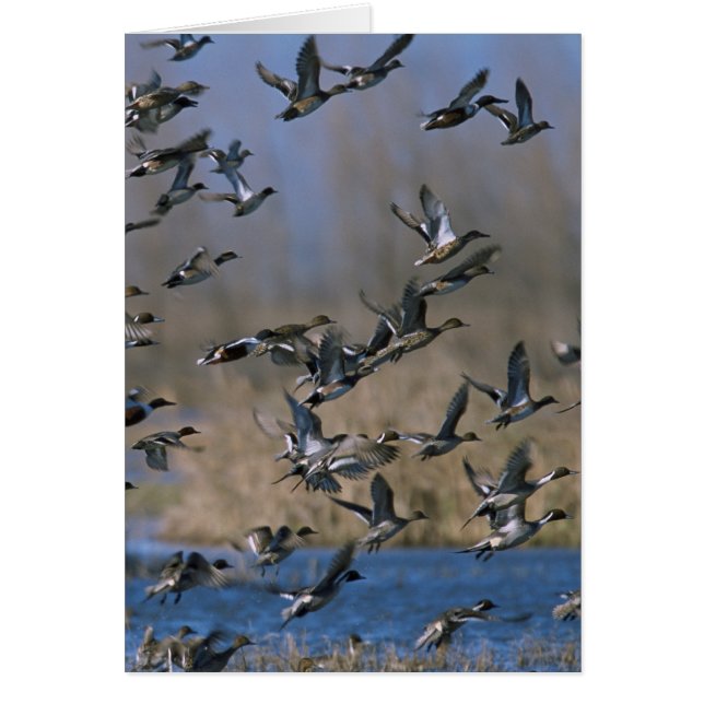 Pintails en vol (Devant)
