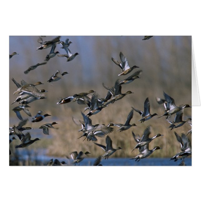 Pintails im Flug (Vorderseite (Horizontal))