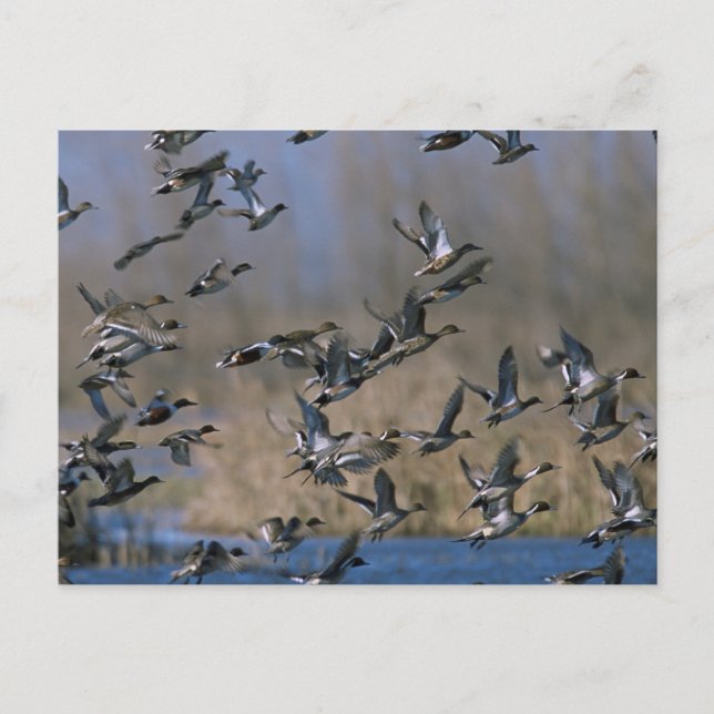 Pintails im Flug Postkarte (Vorderseite)