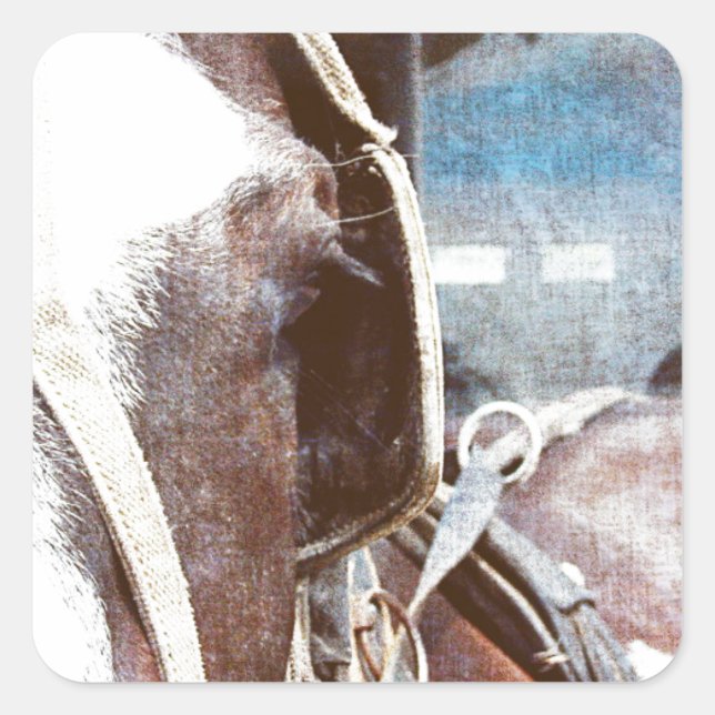Pinto Amish Buggy Pferd Quadratischer Aufkleber (Vorderseite)