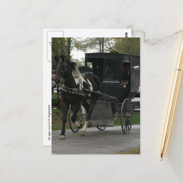 Pinto Amish Horse and Buggy Postkarte (Vorderseite/Rückseite Beispiel)
